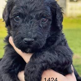 Iris - Black female Goldendoodle puppy in Arcadia, Florida from KnuDawn Goldendoodles and Cavapoos