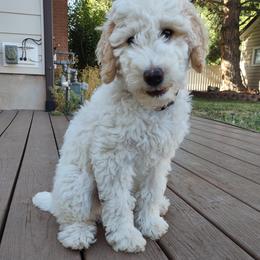 Fern - Parti female Poodle puppy in Kaysville, Utah from Ray Poodles