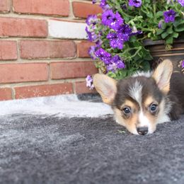 Pembroke Welsh Corgi Puppies from Salted Rim Corgis