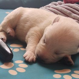 Girl 2 - female Berger Blanc Suisse puppy in New Castle, Pennsylvania from Thornvalley White Shepherds