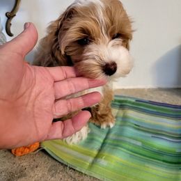 Assorted Doodle Crosses Puppies from Oasis Cotonpoos