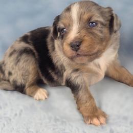G3 - Blue merle female Miniature Australian Shepherd puppy in Citra, Florida from Southpaw Herders LLC