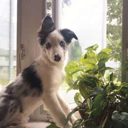 Border Collie Puppies from Cascade Sun Kennels