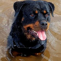 Rottweilers from Brenda's Rottweilers