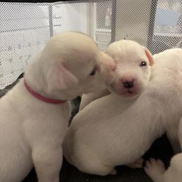 American Bulldog Puppies from DF's Unlimited Ruff