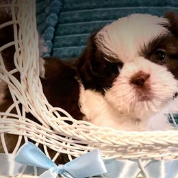 Cash - Liver and white Shih Tzu puppy in Tallahassee, Florida from Bows and Bot Ties