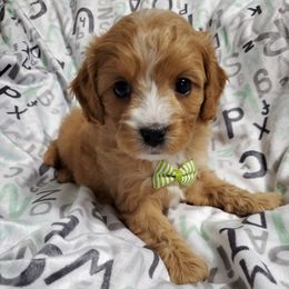 Cavapoo, Maltese, Maltipoo, and Poodle Puppies from Mt.BakerPoodles&Doodles
