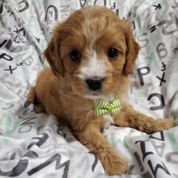 Cavapoo, Maltese, Maltipoo, and Poodle Puppies from Mt.BakerPoodles&Doodles