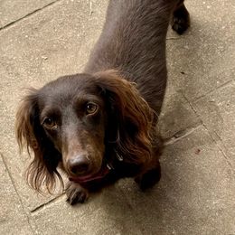 Fiona - Dachshund