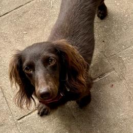 Fiona - Dachshund