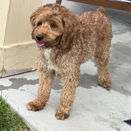 Goldendoodle All Grown Up from Polly Wolly Doodles