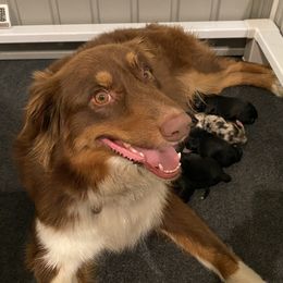 Lucy - Australian Shepherd