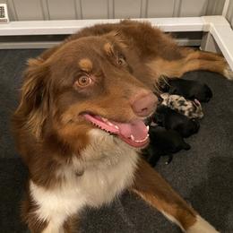 Lucy - Australian Shepherd