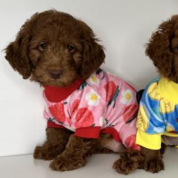 Goldendoodle and Poodle Puppies from Katy's Toy Poodles & Doodles