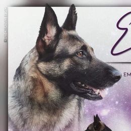 Emma - German Shepherd