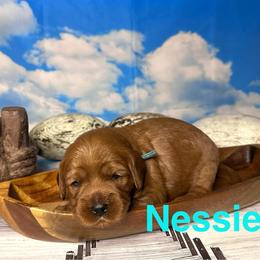 Nessie - Red female Cavapoo puppy in Chelan, Washington from North Cascades Doodles