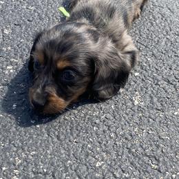 Rumi - Dapple female Dachshund puppy in Elizabethtown, Kentucky from Teeny Tiny Puppy Tails