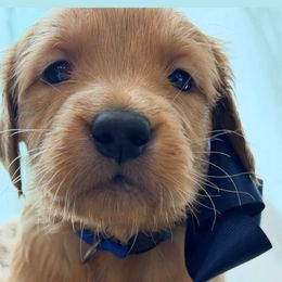 Frosty (Blue collar) - Dark golden male Golden Retriever puppy in Sacramento, California from Creamy Retrievers