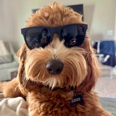 Allie - Australian Labradoodle