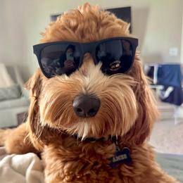Allie - Australian Labradoodle