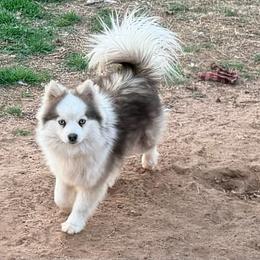 Con - Pomsky