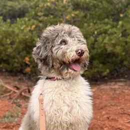 Bernedoodles and Goldendoodles from Desert Ridge Doodles