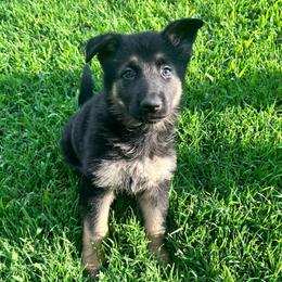 Pink - Black and tan female German Shepherd puppy in Grand Rivers, Kentucky from Von Frieden German Shepherds LLC