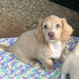 Cream Boy - Cream male Dachshund puppy in Belfair, Washington from CreekSide Mini Doxies