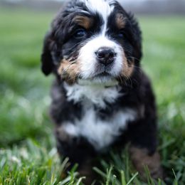 Bernese Mountain Dog Puppies from Mountain Dog Kennel