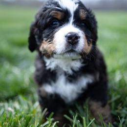 Bernese Mountain Dog Puppies from Mountain Dog Kennel