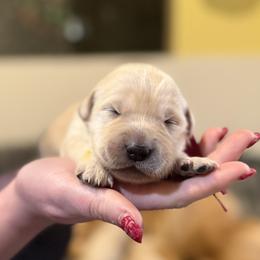 Golden Retriever Puppies from Loposky Goldens