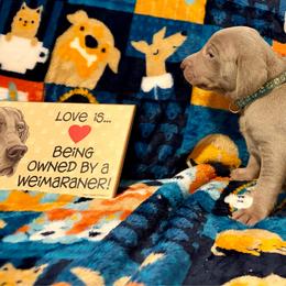 Teal Collar - Silver gray female Weimaraner puppy in Sevierville, Tennessee from K&K Weimaraners