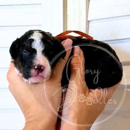 Buzz - Orange - Tri-color male Bernedoodle puppy in Rockwall, Texas from Glory Doodles