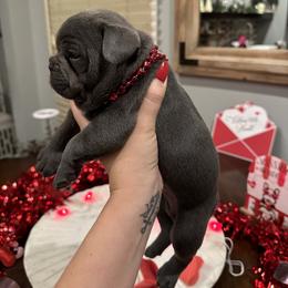 French Bulldog Puppies from French Connection Frenchies