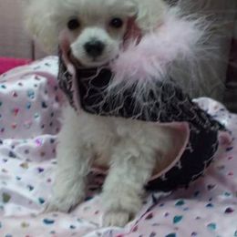 Poodle Puppies from Lowry Toy Poodles