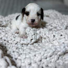 Patch - Black and white male Cavapoo puppy in Cherryville, North Carolina from Mercy Doodles