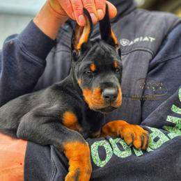 Boy 2 - Black and rust male Doberman Pinscher puppy in China Township, Michigan from Snell's Superior Kennel Dobermann & GSP