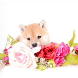 Daiquiri -FULL AKC REGISTRATION- - Red female Shiba Inu puppy in Neosho, Missouri from Kenny Cave K9s