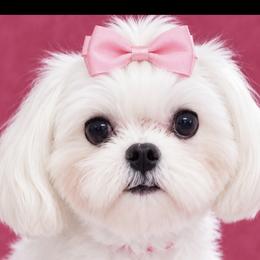 Nova - Maltese
