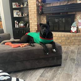 Karma - Cane Corso