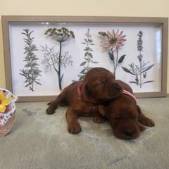 Twin one - Mahogany female Irish Setter puppy in Clinton, Arkansas from Shakarri Irish Setters