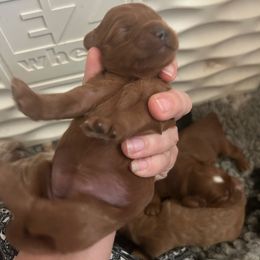 Multigrain - Red  female Goldendoodle puppy in Point, Texas from Tiny Paws Goldendoodles