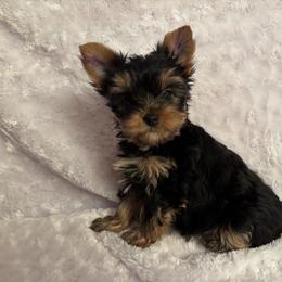 Boy purple - Blue and gold male Yorkshire Terrier puppy in Alburnett, Iowa from Hobbs Shire Yorkies