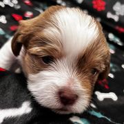 Shorkies and Yorkshire Terriers from Katie’s Yorkies and Shorkies of VA