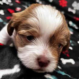 Shorkies and Yorkshire Terriers from Katie’s Yorkies and Shorkies of VA