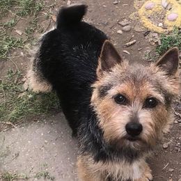 Norwich Terrier All Grown Up from Janora