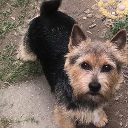 Norwich Terrier All Grown Up from Janora