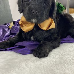 Australian Labradoodle Puppies from Happy Tails Labradoodles