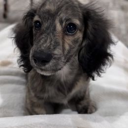 Mozzie - Dachshund