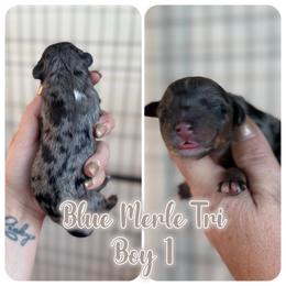 Boy 6 - male Bernedoodle puppy in Youngstown, Florida from Wonderland’s Boujie Kennels